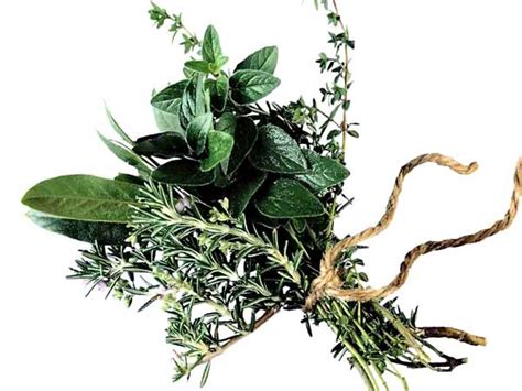 significance  ayurvedic herbs importance  herbs  ayurveda