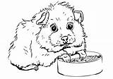 Guinea Meerschweinchen Ausmalbild Malvorlagen Pigs Drucken Worksheet Bestcoloringpagesforkids sketch template
