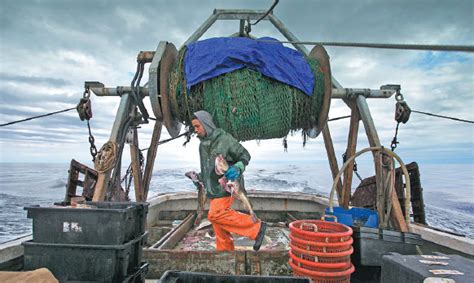 elijah voge meyers carries cod caught in the nets of a trawler off the coast of new hampshire on