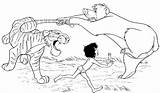 Mowgli Shere Baloo Ausmalbild Kaa Mogli Dschungelbuch Colorear Selva Fighting Zeichnungen Wonder Libro Dschungel Malvorlage Bagira Giungla sketch template
