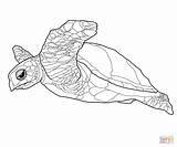 Turtle Coloring Pages Sea Printable Realistic Hawksbill Drawing Baby Turtles Color Outline Google Tumblr Print Getdrawings Animal Largest Sheets Search sketch template