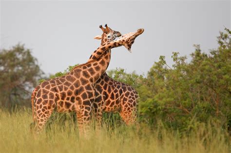 save giraffes     put  necks  science smithsonian
