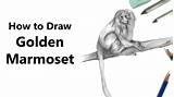 Marmoset Draw Golden sketch template
