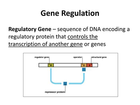 Ppt Biology Gene Regulation And Structure Powerpoint Sexiezpix Web Porn