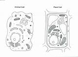 Cell Plant Drawing Grade Sketch Animal Cells Pencil Draw 6th Color Artimus Prime Drawings Paintingvalley Watercolor Anything Yet Use Sketches sketch template
