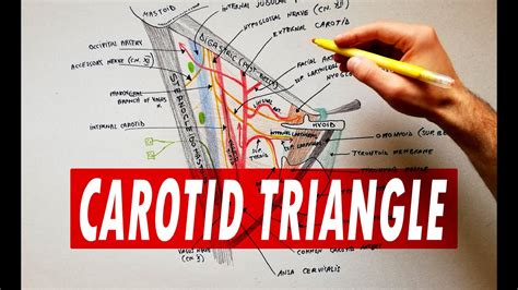 carotid triangle boundaries contents anatomy tutorial youtube