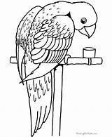 Coloring Parrot Pages Cute Getcolorings sketch template