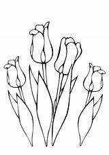Colorat Tulpen Kleurplaat Primavara Flori Lente Kleurplaten Tulp Planse Desene Bloem Tulipano Tulip Tekenen Uitprinten P132 Fleur Primiiani Eenvoudig Makkelijk sketch template