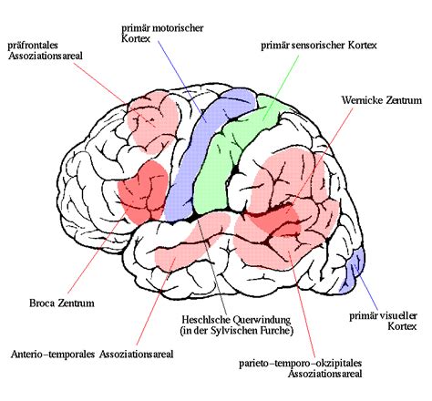 Sprache Und Gehirn Funktionen Bestimmter Nervenkerngruppen