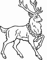 Reindeer Coloring Pages Christmas Deer Kids Colouring Printable Baby Santa Clipart Print Cute Color Drawing Cliparts Renne Book Animals Animal sketch template