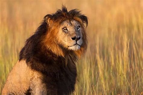 lions  black manes support wild