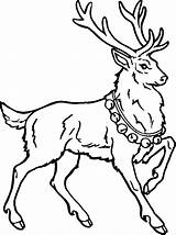 Reindeer Coloring Christmas Pages Deer Printable Template Head sketch template