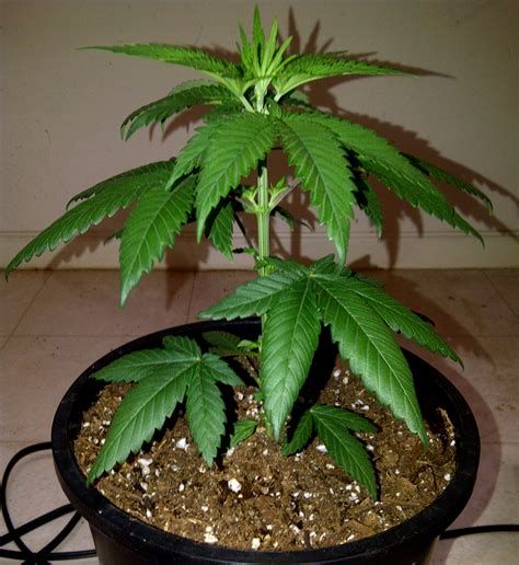 odd realities  pictures  growing cannabis plants sex