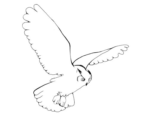 snowy owl bird drawing clip art flying owl png
