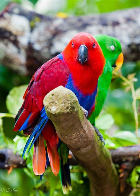 eclectus parrot couple