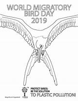 Frigatebird Magnificent Migratory sketch template