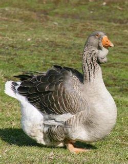 french toulouse geese images  pinterest toulouse country life  farming life