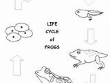 Frog Coloring Pages Cycle Life Leap Leapfrog Printable Drawing Kids Sheet Cardiac Color Getcolorings Getdrawings Print Colorings Template sketch template