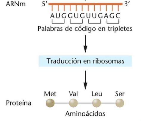 Clase Digital 7 Traducción Recursos Educativos Abiertos