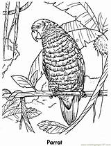 Parrot Coloring Pages Parrots Planet Printable Color Kids Earth Book Awesome Online Birds Animals Coloringpages101 Animal sketch template