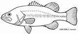 Coloring Pages Bass Minnesota sketch template