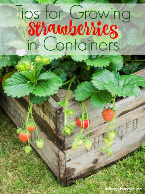 tips  growing strawberries  containers  happy housewife