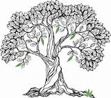 Bodhi Tree Drawing Getdrawings sketch template