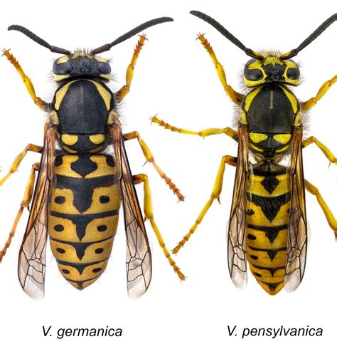 Queen Wasp Compared To Hornet Mice