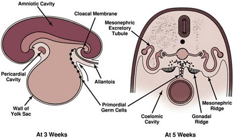 Sexual Differentiation Normal And Abnormal Abdominal Key
