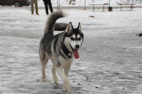 alaskan malamute dog breed information pictures