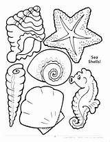 Coloring Shell Sea Pages Shells Drawing Seashell Conch Printable Color Getdrawings Snail Outline Getcolorings Simple Turtle Print sketch template