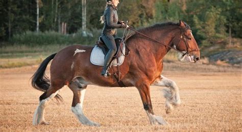 medieval war horse breeds  history horsey hooves