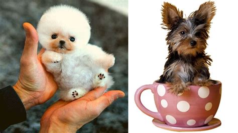 top  cutest small dog breeds cutest small dogs youtube