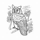 Hibou Duc Gufo Reale Owls Buho Hiboux Uhu Malvorlage Oehoe Americano Horned Buhos Amerikaanse Lembaran Dificil Provincial Prasekolah Pajaros Burung sketch template