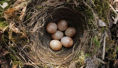 spring   nesting  birds build nests natural history museum