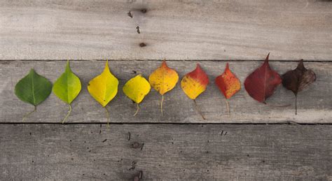 fall color counselor websites insession design assets