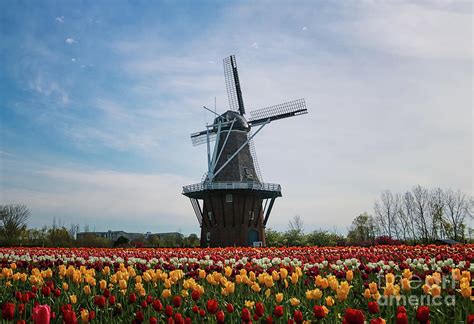 windmill de zwaan photograph  rachel cohen fine art america