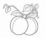 Apricot Buah Fruits Albicocca Caise Abricot Albaricoques Buahan Sayur Sayuran Mewarnai Colorat Frutas Apricots Indah Dibujo Tree Frutta Ringkasan 4kids sketch template