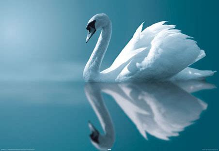 white swan animals photo  fanpop