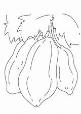 Papaya sketch template