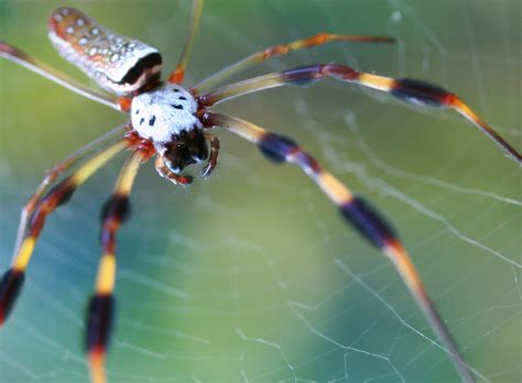 golden orb weaver spider science