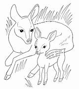 Coloring Deer Pages Baby Roe Deers Moose Printable Color Adults Animals Dorable Alaska Getcolorings Categories Print Taiga Getdrawings Library Clipart sketch template