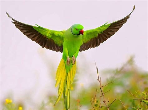 parrot bird pictures