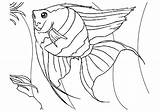 Angelfish Ikan Mewarnai sketch template