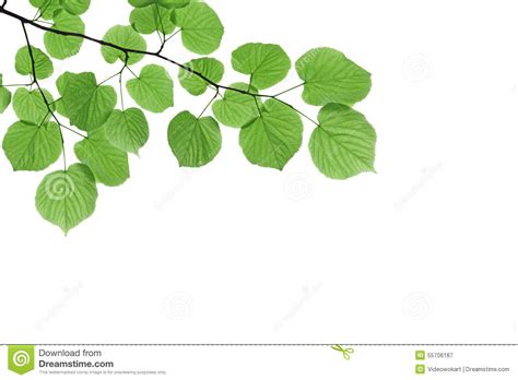 fresh green leaves isolated  white background stock