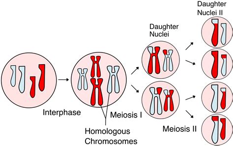meiosis wikipedia