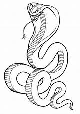 Cobra Schlange Coloring Feito Kostenlos Ausmalbild Kobra Malvorlagen sketch template