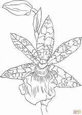 Orchid Coloring Zygopetalum Pages Helen Ku Colorear Para Dibujo Dibujos Supercoloring Dibujar Drawing Printable Flores Una Silhouettes Gratis Imprimir Crafts sketch template