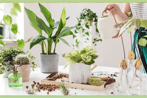 brilliant  easy plant care tips proflowers blog