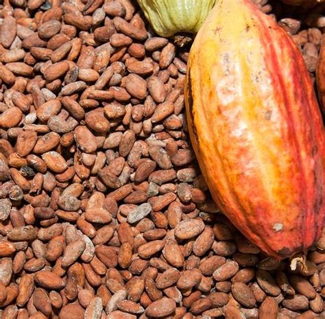 sell quality dried cacao beansid ec